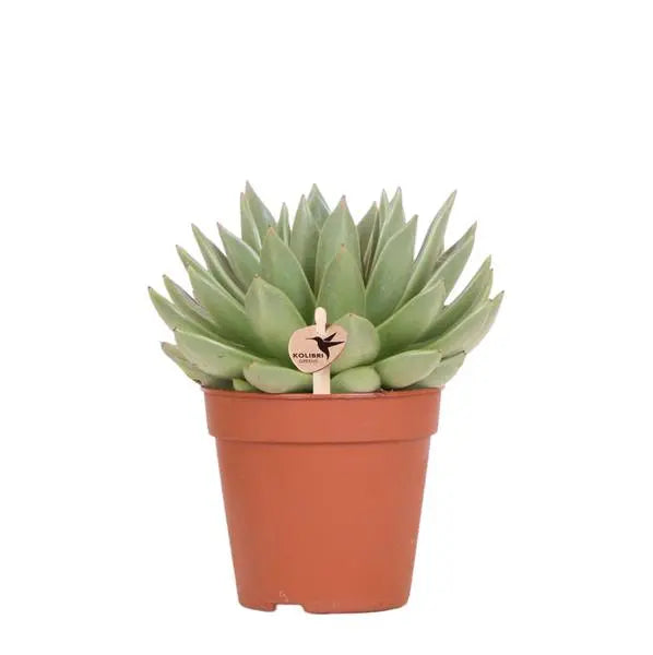 Kolibri Greens | Groene plant - Succulent Echeveria Miranda - groene kamerplant - vers van de kweker - Ø12cm  BotanicBridge