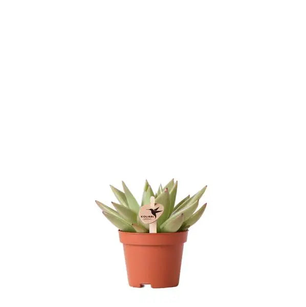 Kolibri Greens | Groene plant - Succulent Echeveria Miranda - potmaat Ø6cm - groene kamerplant - vers van de kweker  BotanicBridge