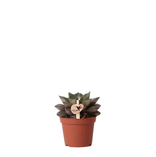 Kolibri Greens | Groene plant - Succulent Echeveria Purpusorum - potmaat Ø6cm - groene kamerplant - vers van de kweker  BotanicBridge