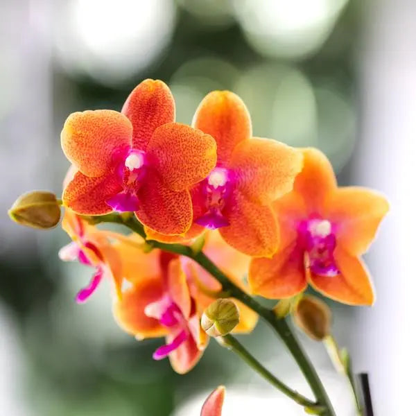 Kolibri Orchids I COMBI DEAL van 2 geurende oranje Phalaenopsis orchideeën - potmaat Ø12cm | bloeiende kamerplant - vers van de kweker  BotanicBridge