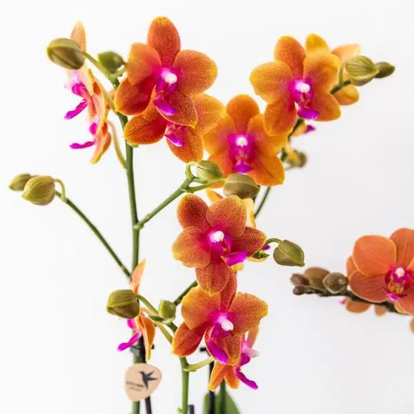 Kolibri Orchids I COMBI DEAL van 2 geurende oranje Phalaenopsis orchideeën - potmaat Ø12cm | bloeiende kamerplant - vers van de kweker  BotanicBridge