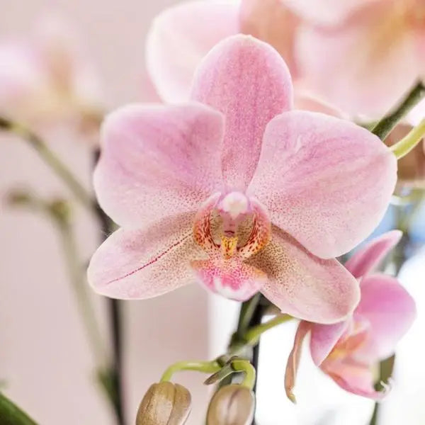 Kolibri Orchids I COMBI DEAL van 2 oud roze Phalaenopsis orchideeën - Treviso - potmaat Ø12cm | bloeiende kamerplant - vers van de kweker  BotanicBridge