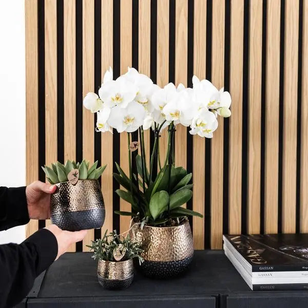 Kolibri Orchids I COMBI DEAL van 2 witte Phalaenopsis orchideeën - potmaat Ø12cm | bloeiende kamerplant - vers van de kweker  BotanicBridge