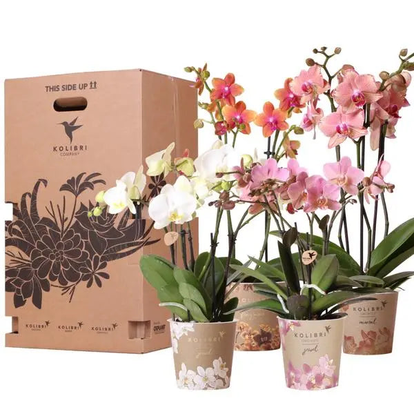 Kolibri Orchids - Surprise box mix - planten voordeel box - verrassingsbox met 4 verschillende orchideeën 12cm - vers van de kweker  BotanicBridge