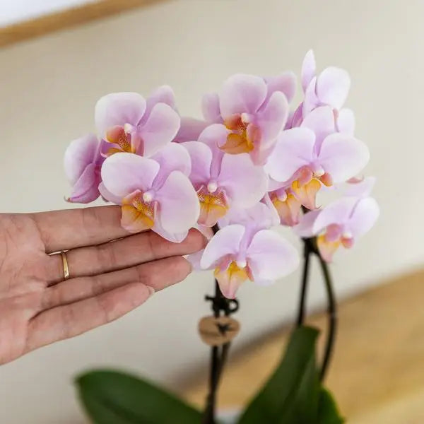 Kolibri Orchids | COMBI DEAL van 2 Roze phalaenopsis orchideeën - Andorra - potmaat Ø9cm | bloeiende kamerplant - vers van de kweker  BotanicBridge