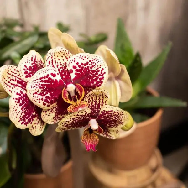 Kolibri Orchids | COMBI DEAL van 2 geel rode phalaenopsis orchideeën - Spain - potmaat Ø9cm | bloeiende kamerplant - vers van de kweker  BotanicBridge