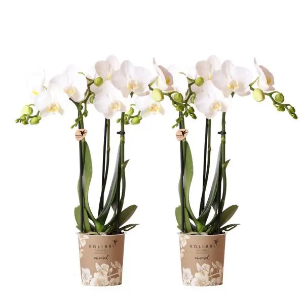 Kolibri Orchids | COMBI DEAL van 2 witte Phalaenopsis orchideeën - Amabilis - potmaat Ø9cm | bloeiende kamerplant - vers van de kweker  BotanicBridge