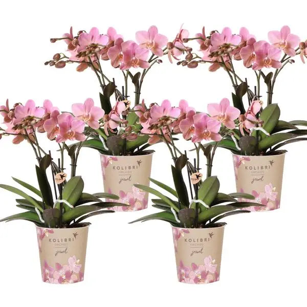 Kolibri Orchids | COMBI DEAL van 4 Phalaenopsis orchideeën - Treviso - potmaat Ø12cm | bloeiende kamerplant - vers van de kweker  BotanicBridge