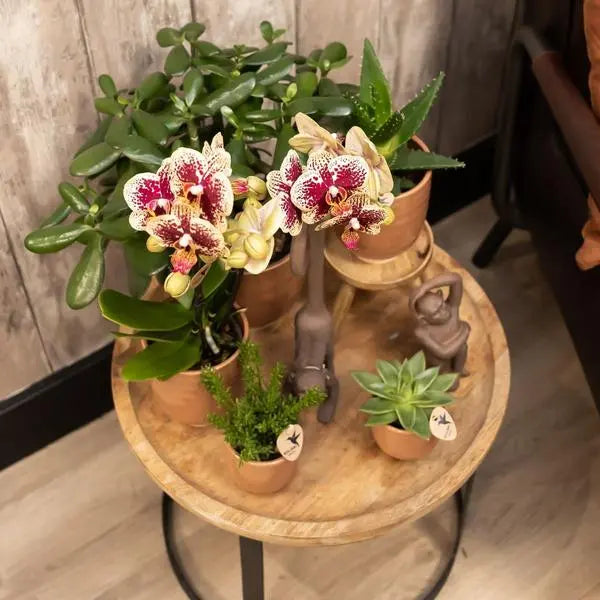 Kolibri Orchids | COMBI DEAL van 4 geel rode phalaenopsis orchideeën - Spain - potmaat Ø9cm | bloeiende kamerplant - vers van de kweker  BotanicBridge