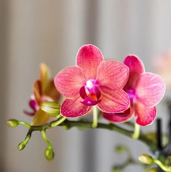 Kolibri Orchids | COMBI DEAL van 4 oranje Phalaenopsis orchideeën - Congo - potmaat Ø9cm | bloeiende kamerplant - vers van de kweker  BotanicBridge