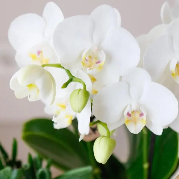 Kolibri Orchids | COMBI DEAL van 4 witte Phalaenopsis orchideeën - Amabilis - potmaat Ø9cm | bloeiende kamerplant - vers van de kweker  BotanicBridge