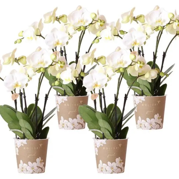 Kolibri Orchids | COMBI DEAL van 4 witte orchideeën - Ghent - potmaat Ø12cm | bloeiende kamerplant - vers van de kweker  BotanicBridge