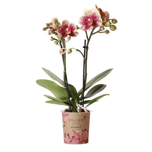 Kolibri Orchids | Geel rode phalaenopsis orchidee - Spain - potmaat Ø9cm | bloeiende kamerplant - vers van de kweker  BotanicBridge