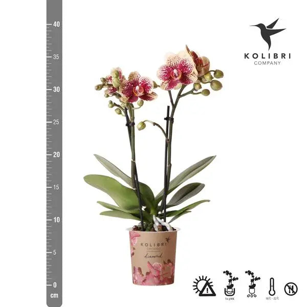 Kolibri Orchids | Geel rode phalaenopsis orchidee - Spain - potmaat Ø9cm | bloeiende kamerplant - vers van de kweker  BotanicBridge