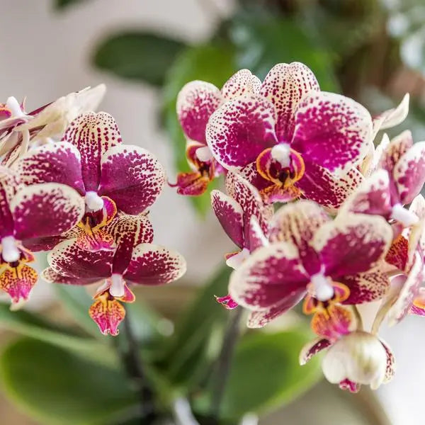 Kolibri Orchids | Geel rode phalaenopsis orchidee - Spain - potmaat Ø9cm | bloeiende kamerplant - vers van de kweker  BotanicBridge