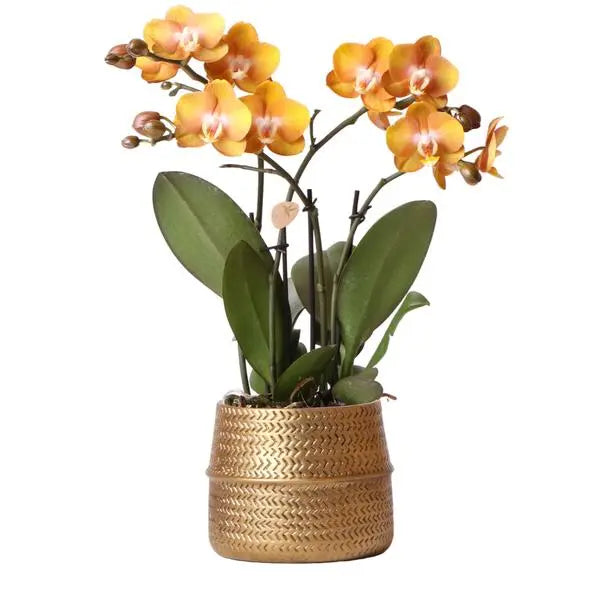 Kolibri Orchids | Oranje Phalaenopsis orchidee Las Vegas in gouden Groove sierpot - Ø12cm  BotanicBridge