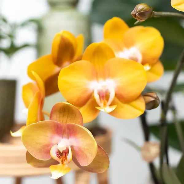 Kolibri Orchids | Oranje Phalaenopsis orchidee Las Vegas in gouden Groove sierpot - Ø12cm  BotanicBridge