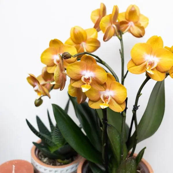 Kolibri Orchids | Oranje Phalaenopsis orchidee Las Vegas in gouden Groove sierpot - Ø12cm  BotanicBridge