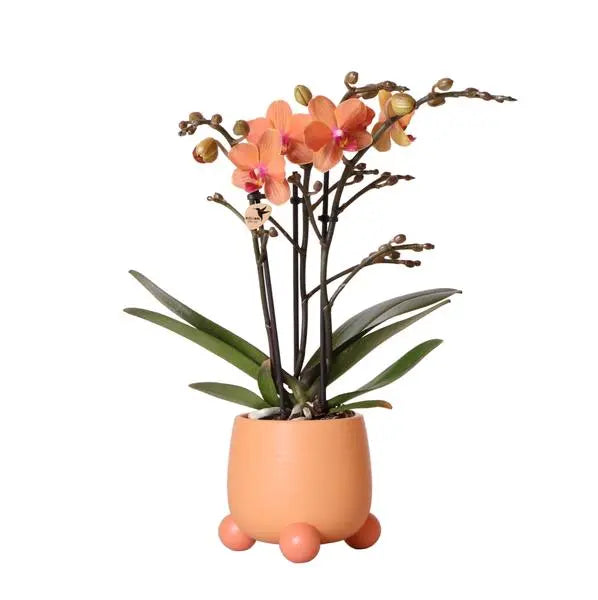 Kolibri Orchids | Oranje Phalaenopsis orchidee - Mineral Bolzano + Rolling peach - potmaat Ø9cm | bloeiende kamerplant - vers van de kweker  BotanicBridge