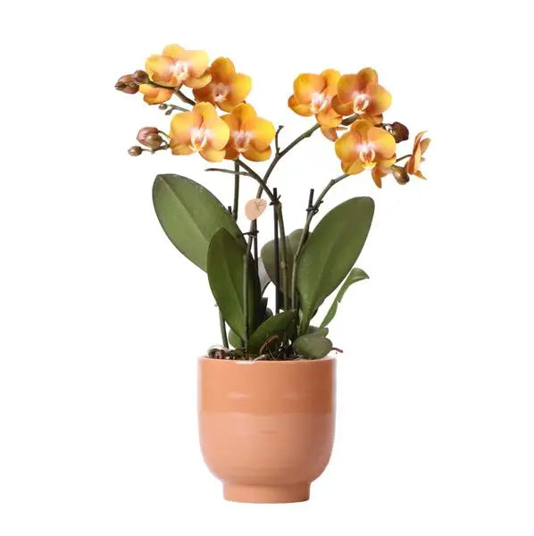 Kolibri Orchids | Oranje phalaenopsis orchidee Las Vegas in cognac kleurige Glazed sierpot - potmaat Ø12cm  BotanicBridge