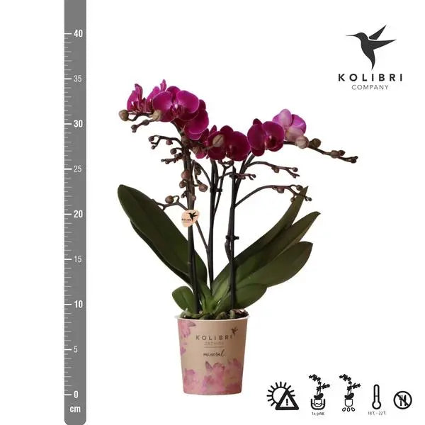 Kolibri Orchids | Paarse phalaenopsis orchidee - Morelia - potmaat Ø9cm | bloeiende kamerplant - vers van de kweker  BotanicBridge