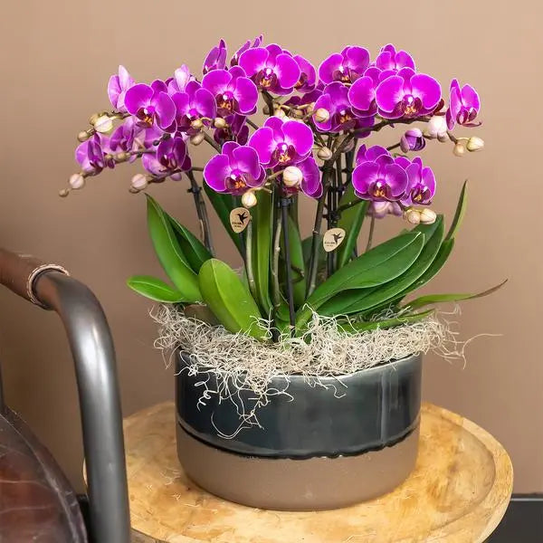 Kolibri Orchids | Paarse phalaenopsis orchidee - Morelia - potmaat Ø9cm | bloeiende kamerplant - vers van de kweker  BotanicBridge