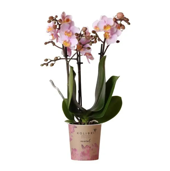 Kolibri Orchids | Roze phalaenopsis orchidee - Andorra - potmaat Ø9cm | bloeiende kamerplant - vers van de kweker  BotanicBridge