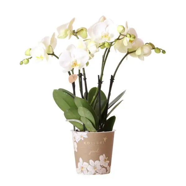 Kolibri Orchids | Witte Phalaenopsis orchidee potmaat - Jewel Ghent - potmaat Ø12cm | bloeiende kamerplant - vers van de kweker  BotanicBridge