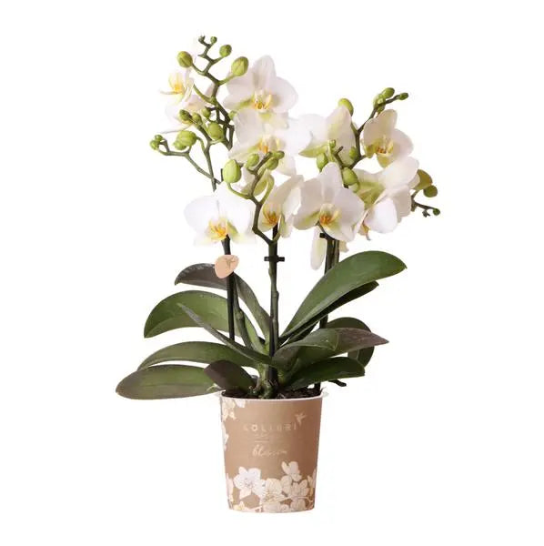 Kolibri Orchids | Witte phalaenopsis orchidee - Lausanne - potmaat Ø9cm | bloeiende kamerplant - vers van de kweker  BotanicBridge