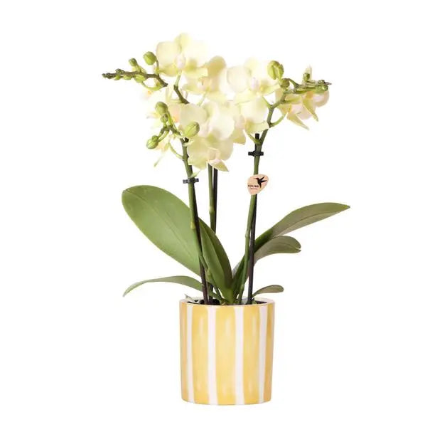 Kolibri Orchids | gele Phalaenopsis orchidee - Mexico + Painted Stripe pot yellow - potmaat Ø9cm | bloeiende kamerplant - vers van de kweker  BotanicBridge