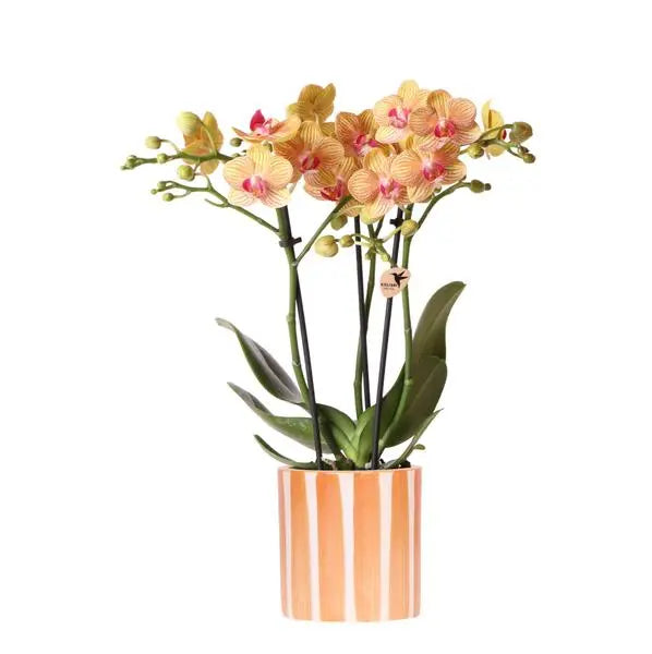 Kolibri Orchids | oranje Phalaenopsis orchidee - Jamaica + Painted Stripe pot oranje - potmaat Ø9cm | bloeiende kamerplant - vers van de kweker  BotanicBridge