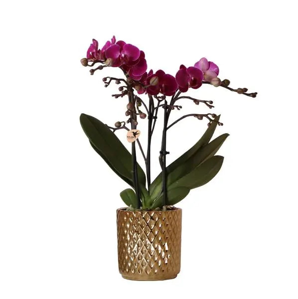 Kolibri Orchids | paarse Phalaenopsis orchidee - Morelia + Diamond sierpot goud - potmaat Ø9cm - 35cm hoog | bloeiende kamerplant - vers van de kweker  BotanicBridge