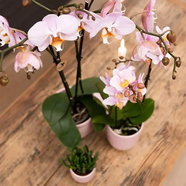 Kolibri Orchids | roze Phalaenopsis orchidee -Mineral Kikion - potmaat Ø12cm | bloeiende kamerplant - vers van de kweker  BotanicBridge