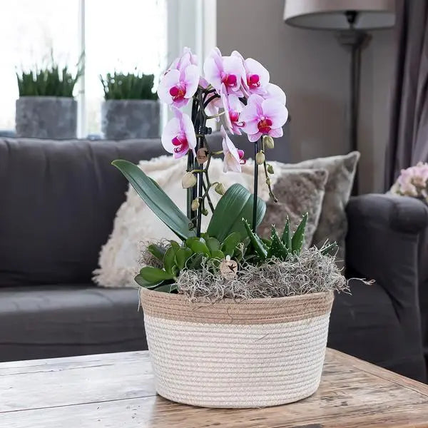 Kolibri Orchids | roze Phalaenopsis orchidee - Niagara Fall  - potmaat Ø12cm | bloeiende kamerplant - vers van de kweker  BotanicBridge