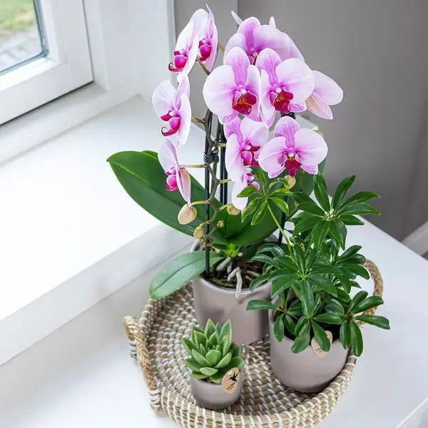 Kolibri Orchids | roze Phalaenopsis orchidee - Niagara Fall  - potmaat Ø9cm | bloeiende kamerplant - vers van de kweker  BotanicBridge