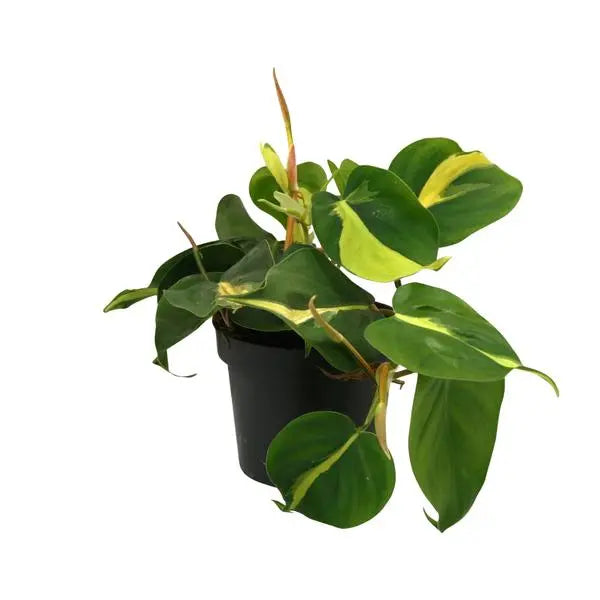 Lophospermum Brasil Scandens - Ø12cm - ↕20cm  BotanicBridge