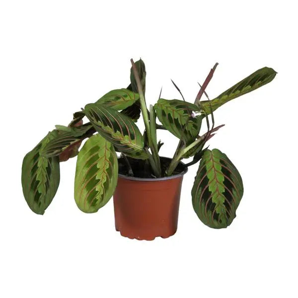 Maranta Leuconeura Fascinator - Ø12cm - ↕30cm  BotanicBridge