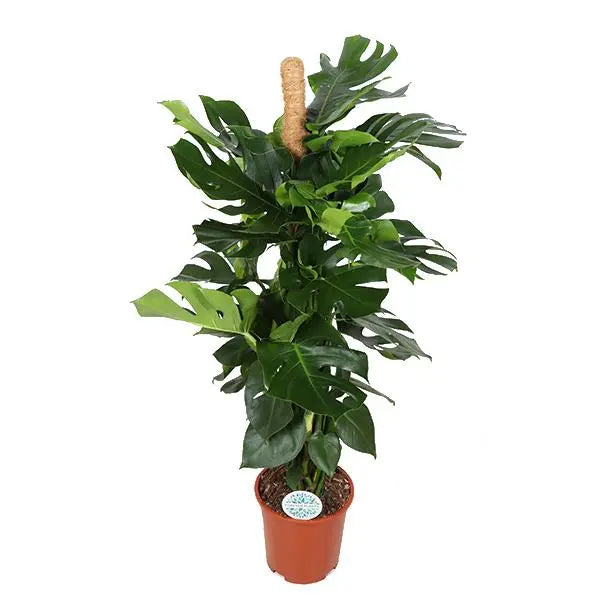 Monstera Deliciosa MOSSTOK - Ø27cm - ↕150cm  BotanicBridge