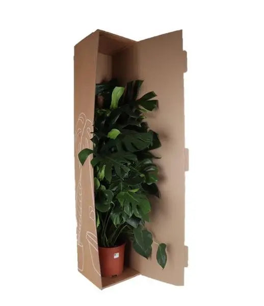 Monstera Deliciosa MOSSTOK - Ø27cm - ↕150cm  BotanicBridge