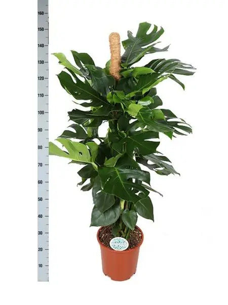 Monstera Deliciosa MOSSTOK Ø27cm ↕150cm in Boule ANTRACIET pot  BotanicBridge