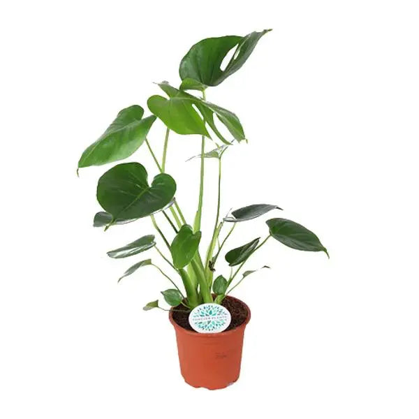 Monstera Deliciosa - Ø14cm - ↕45cm  BotanicBridge