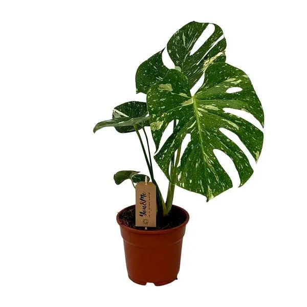 Monstera Deliciosa - Ø17cm - ↕50cm  BotanicBridge