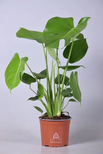 Monstera Deliciosa - Ø17cm - ↕60cm  BotanicBridge