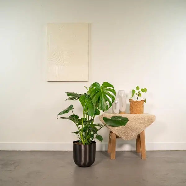 Monstera Deliciosa- ↨80cm - Ø21cm + Pot Mayk Lead  BotanicBridge