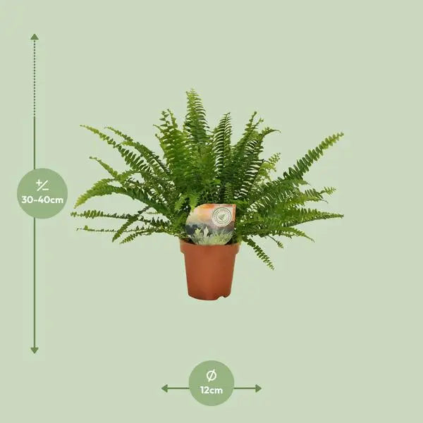 Nephrolepis Green Lady - Ø12cm - 30cm  BotanicBridge