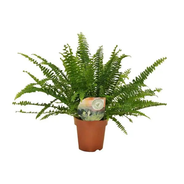 Nephrolepis Green Lady - Ø12cm - 30cm  BotanicBridge