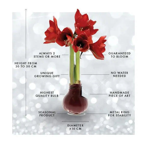 No Water Flowers® (wax amaryllis) | Fashionz Animal - Cheetah + Red flower  BotanicBridge