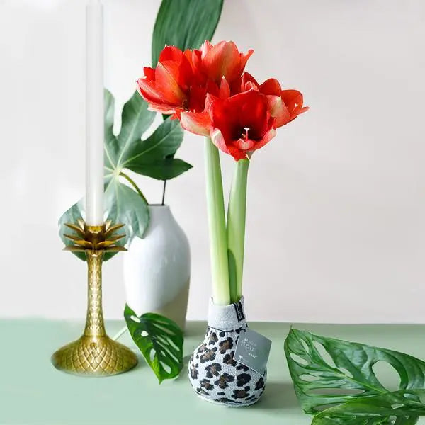 No Water Flowers® (wax amaryllis) | Fashionz Animal - Leopard + Red flower  BotanicBridge