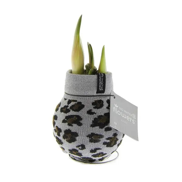 No Water Flowers® (wax amaryllis) | Fashionz Animal - Leopard + Red flower  BotanicBridge