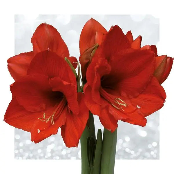 No Water Flowers® (wax amaryllis) | Fashionz Animal - Leopard + Red flower  BotanicBridge